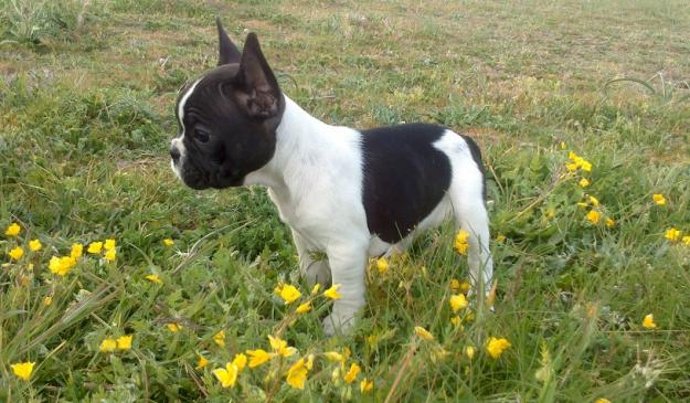 Bulldog Frances de Calidad cachorros