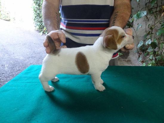 CACHORRITOS DE JACK RUSSELL CON PEDIGREE