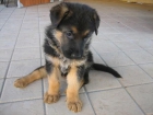 cachorro de PASTOR ALEMAN con PEDIGREE 360 - mejor precio | unprecio.es