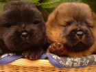 CACHORROS DE CHOW-CHOW - mejor precio | unprecio.es
