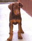 Cachorros de Doberman - mejor precio | unprecio.es