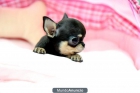 Chihuahua CACHORROS - mejor precio | unprecio.es
