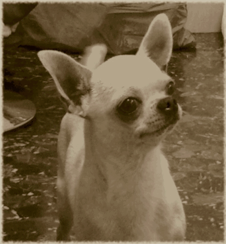 Chihuahua macho para monta