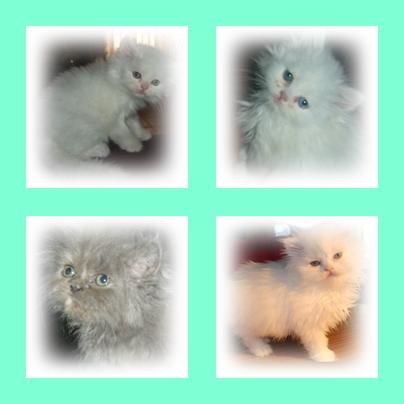 lindos gatitos persas x 200