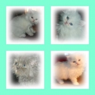 lindos gatitos persas x 200 - mejor precio | unprecio.es