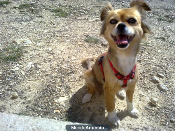 Perrita perdida en Las Bayas-Elche-Alicante