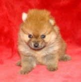 POMERANIA  LULU   400  c/u