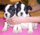 Preciosos cachorros de bulldog frances 150 - mejor precio | unprecio.es