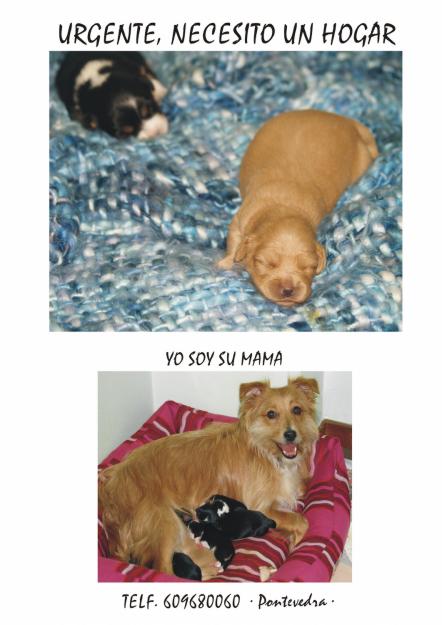 se regalan cachorritos