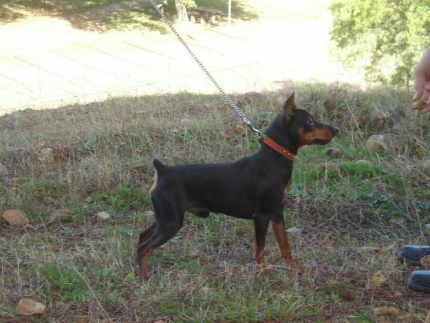 semental de pinscher miniatura para monta