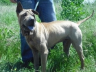 Shar-pei 30 de spetiembre se queda sin casa (protectora) - mejor precio | unprecio.es