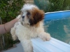 shih tzu hembra - mejor precio | unprecio.es