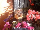 yorkshire terrier - mejor precio | unprecio.es