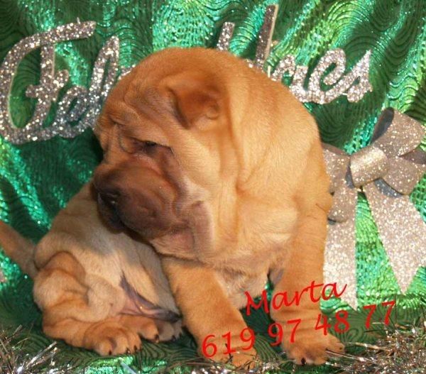 ¡Cachorros de shar-pei,buen precio
