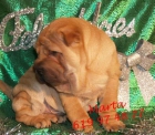 ¡Cachorros de shar-pei,buen precio - mejor precio | unprecio.es