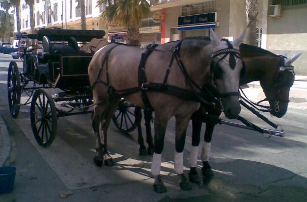 ALQUILER COCHE DE CABALLO FERIA DE MALAGA AGOSTO