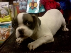 BULLDOG FRANCES, CACHORROS , perros, cachorros, criadero, venta. Sociable - mejor precio | unprecio.es