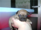 CHIHUAHUAS CACHORRITOS - mejor precio | unprecio.es