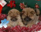 Chow-chow, tu mágico regalo de Navidad - mejor precio | unprecio.es