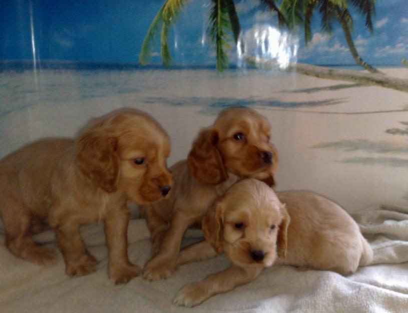 cocker nacionales con pedigree