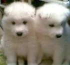 Excelentes cachorros de samoyedo - mejor precio | unprecio.es
