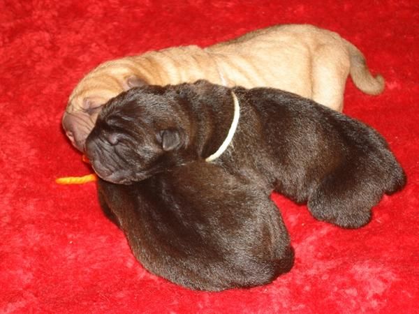 Extraordinaria Camada de Shar-Pei