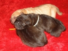 Extraordinaria Camada de Shar-Pei - mejor precio | unprecio.es