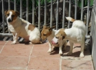 Jack russell - mejor precio | unprecio.es