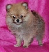 Lulu de Pomerania