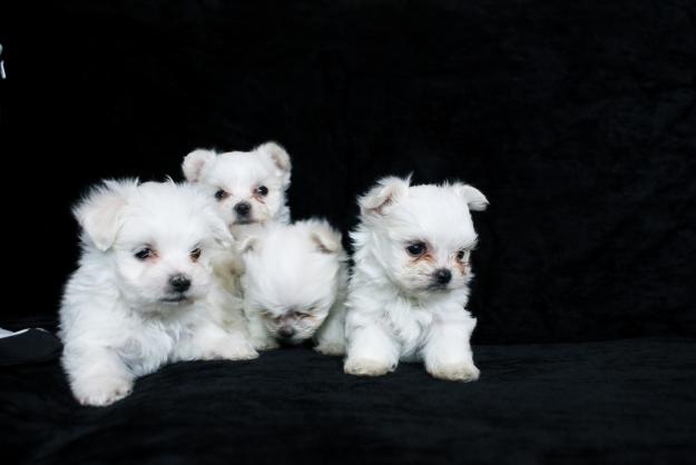 Parejitas de bichones malteses