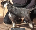 SCHNAUZER MINIATURA - mejor precio | unprecio.es