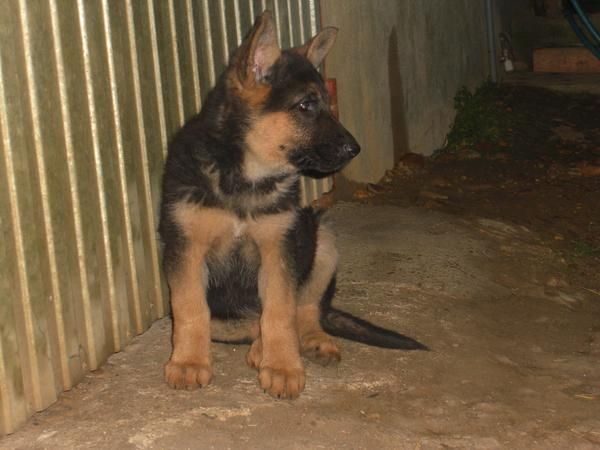 Vendo cachorros de pastor aleman