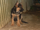 Vendo cachorros de pastor aleman - mejor precio | unprecio.es