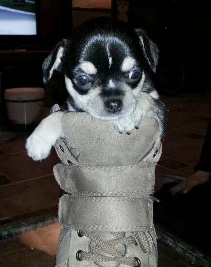 vendo chihuahuas 350€