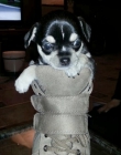 vendo chihuahuas 350€ - mejor precio | unprecio.es