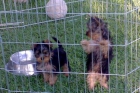 yorkshire con pedigree y afijo450€ - mejor precio | unprecio.es