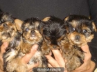 Yorkshire, no encontraras mejores cachorros! - Alicante - mejor precio | unprecio.es