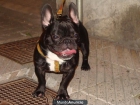 Bulldog francês enanos (urge por viajen) - mejor precio | unprecio.es