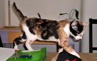 audrey,preciosa gatita,adopcion - mejor precio | unprecio.es