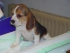 cachorritos de beagle preciosos. - mejor precio | unprecio.es