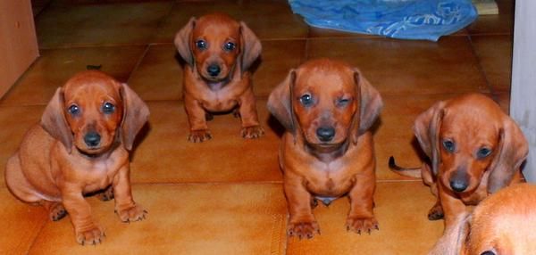 casi regalado cachorro tekel crusa 70e