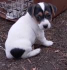 Corto cachorros Jack Russell. - mejor precio | unprecio.es