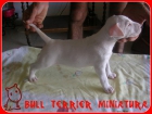 Espectacular cachorro macho de bull terrier miniatura - mejor precio | unprecio.es