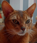 Gatos Abisinios - mejor precio | unprecio.es