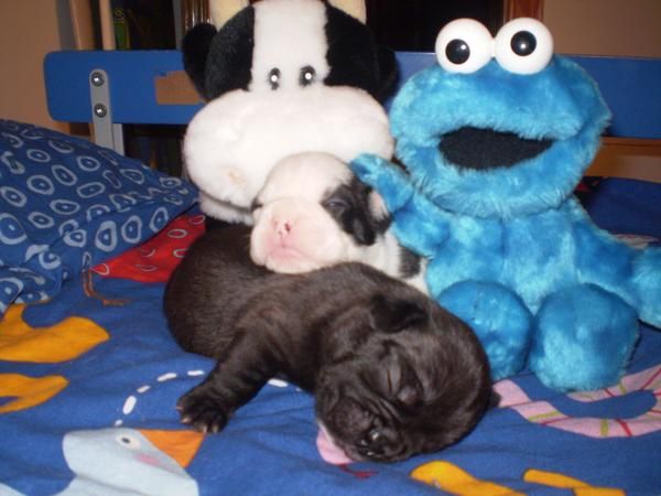 Preciosa camada de bulldog frances, particular.