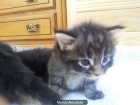 SE VENDEN GATOS MAINE COON - mejor precio | unprecio.es