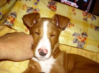 Wini necesita hogar -- Adopción - mejor precio | unprecio.es