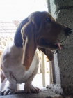 Basset house autentico busca novia misma raza - mejor precio | unprecio.es