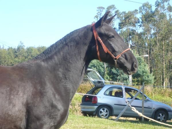 caballo/potra P.R.E negra