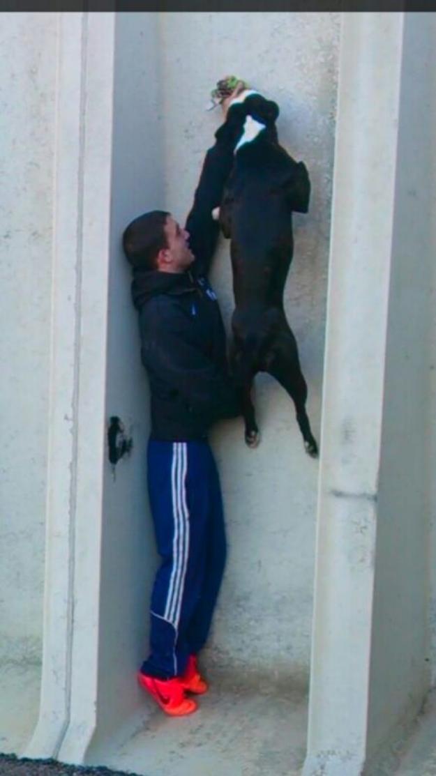 cachorritos pitbull puros